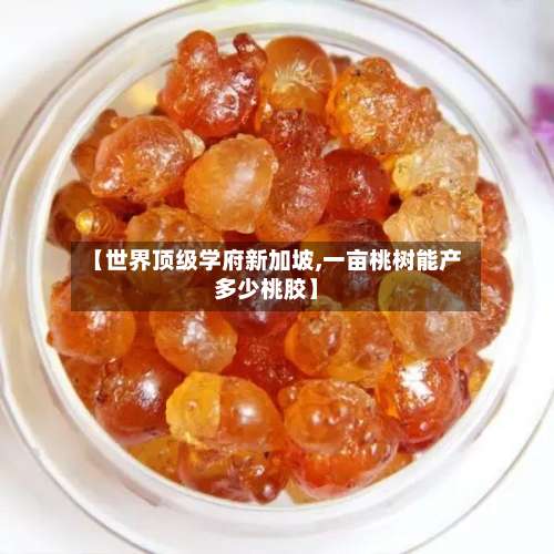 【世界顶级学府新加坡,一亩桃树能产多少桃胶】