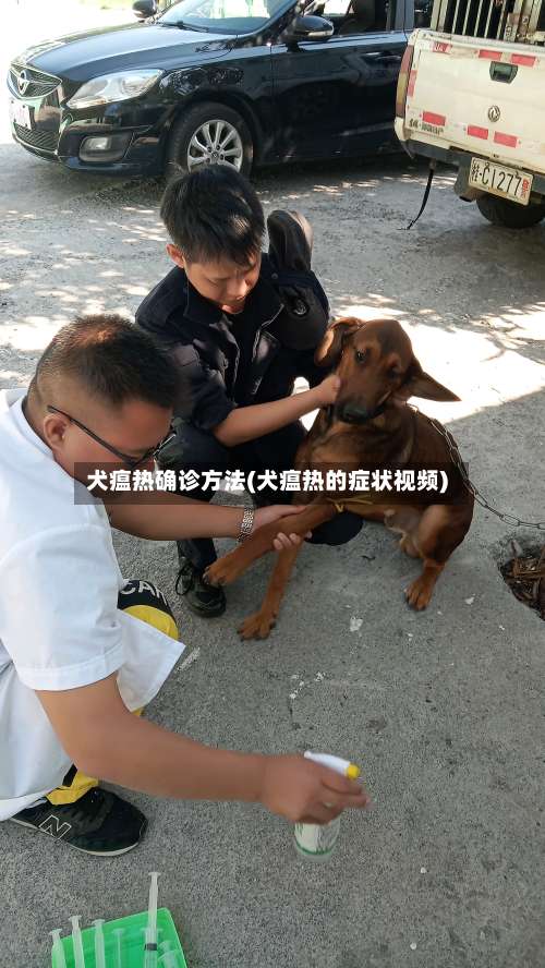 犬瘟热确诊方法(犬瘟热的症状视频)