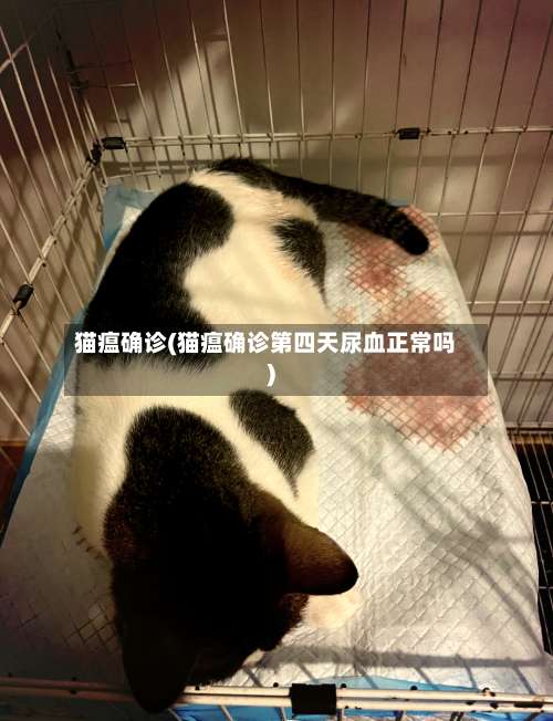 猫瘟确诊(猫瘟确诊第四天尿血正常吗)
