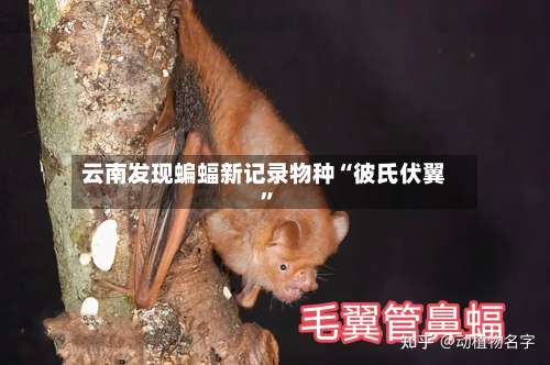 云南发现蝙蝠新记录物种“彼氏伏翼”