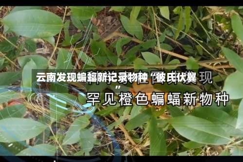 云南发现蝙蝠新记录物种“彼氏伏翼”-第2张图片