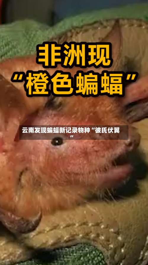 云南发现蝙蝠新记录物种“彼氏伏翼”-第3张图片